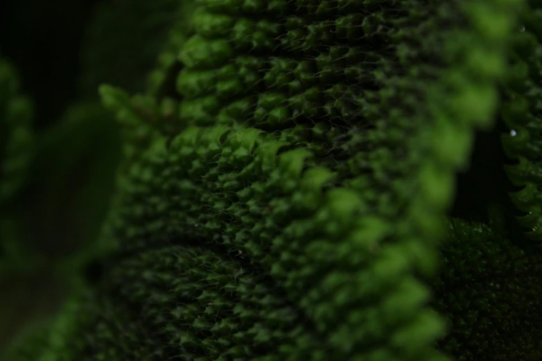 a green moss covered rock under a light