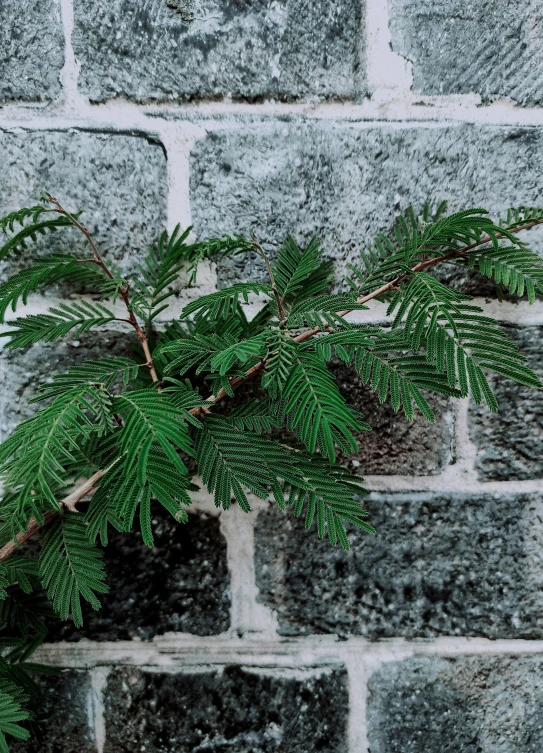 a nch of a pine tree in front of a brick wall