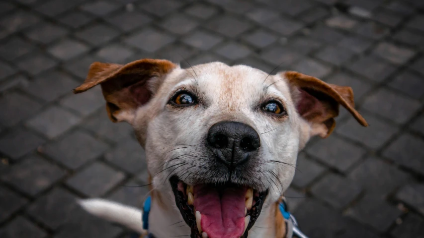 a brown and white dog with his mouth open on a leash