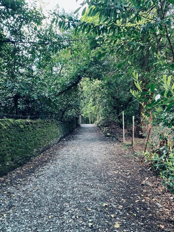 an image of a dirt road with a tree lined path