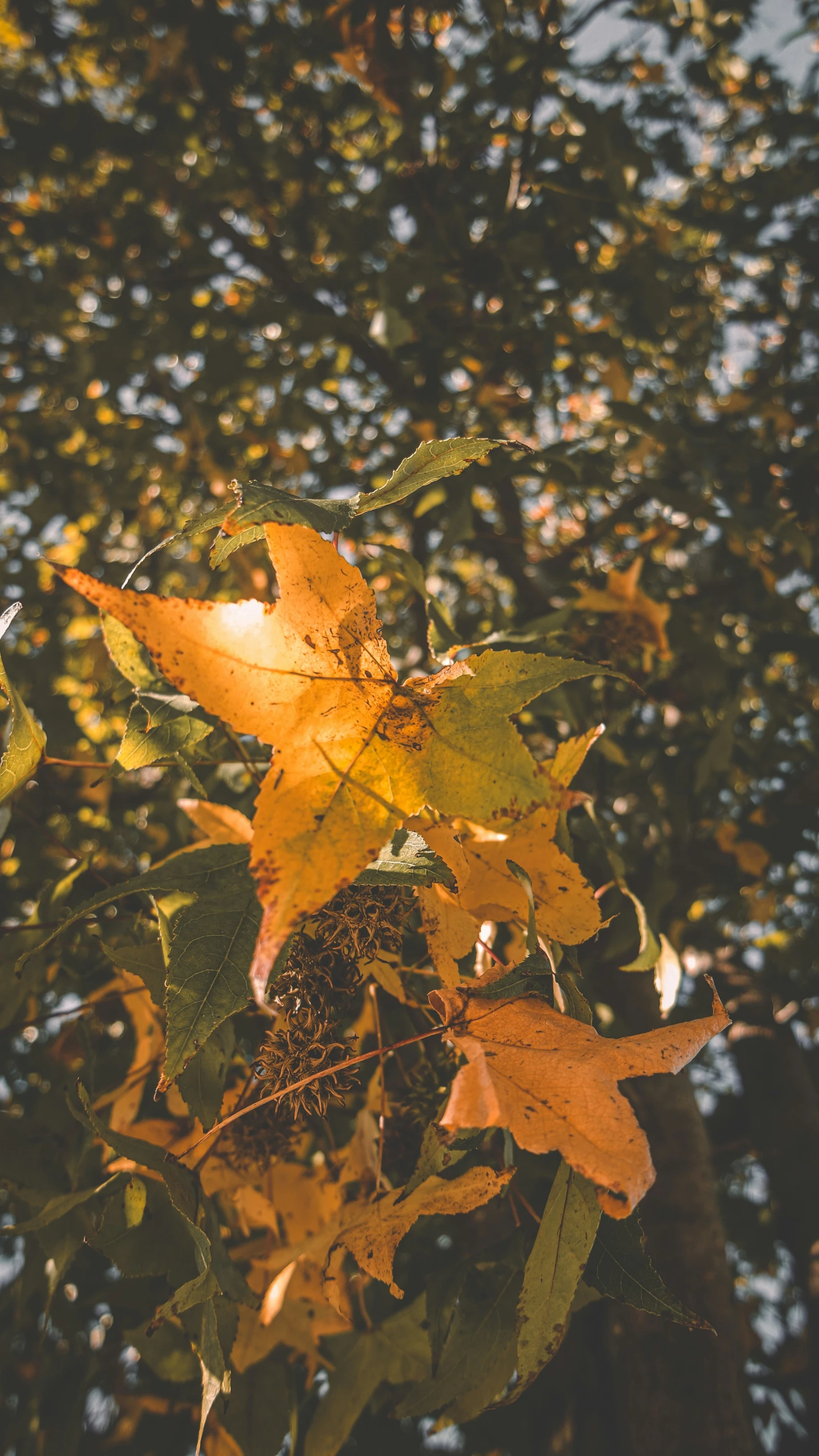 a cluster of yellow leaves on an oak tree