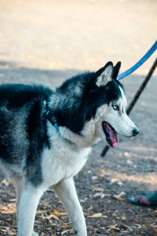 a husky dog on leash standing next to a person