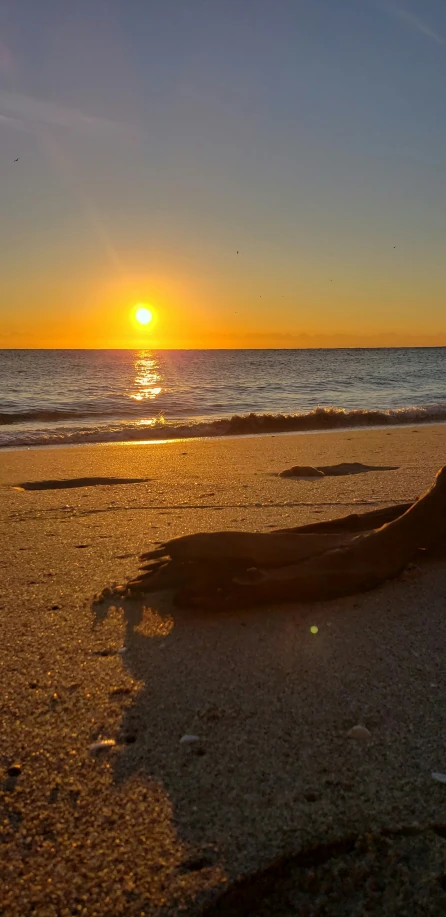 an animal lying on the beach watching the sun go down