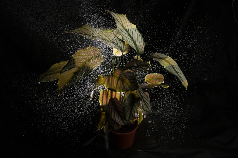 a plant with spray coming from it's center