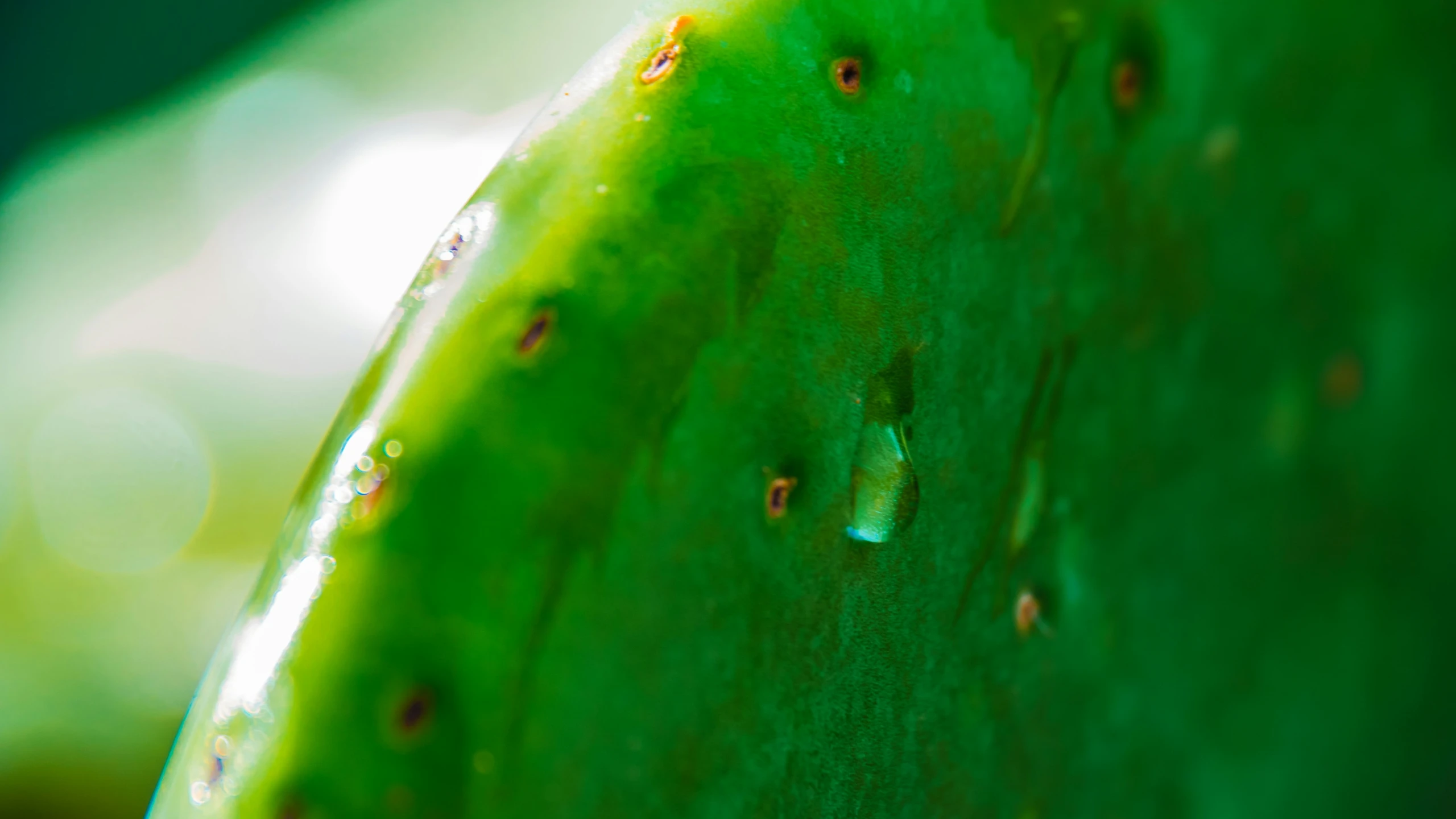 a close up po of the inside of a leaf