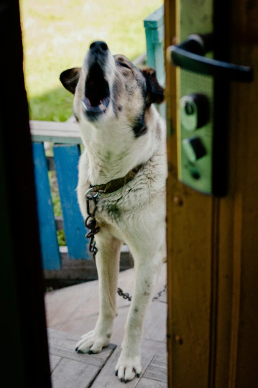 a dog that is sticking its head out of a door