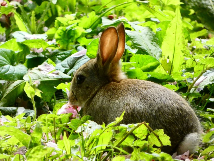 a small rabbit in the brush eating food