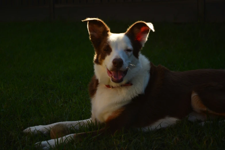 a dog lays in the dark on grass