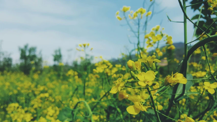 a yellow flower grows in an otherwise blooming field