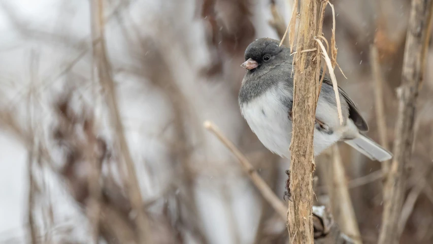 there is a bird that is sitting on the nch