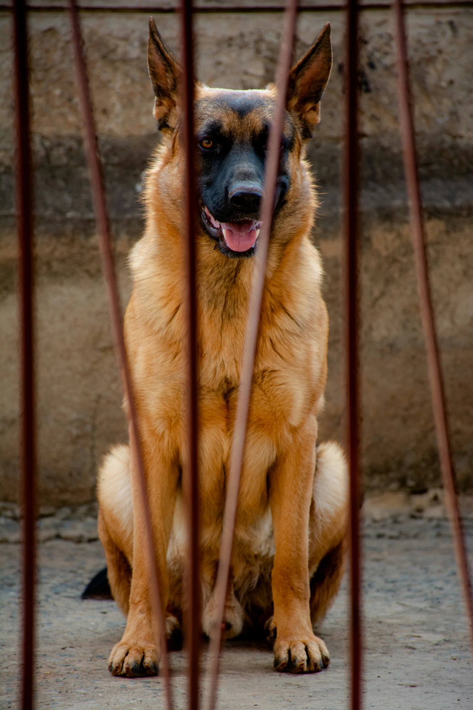 an orange german shepherd sitting on cement, looking out