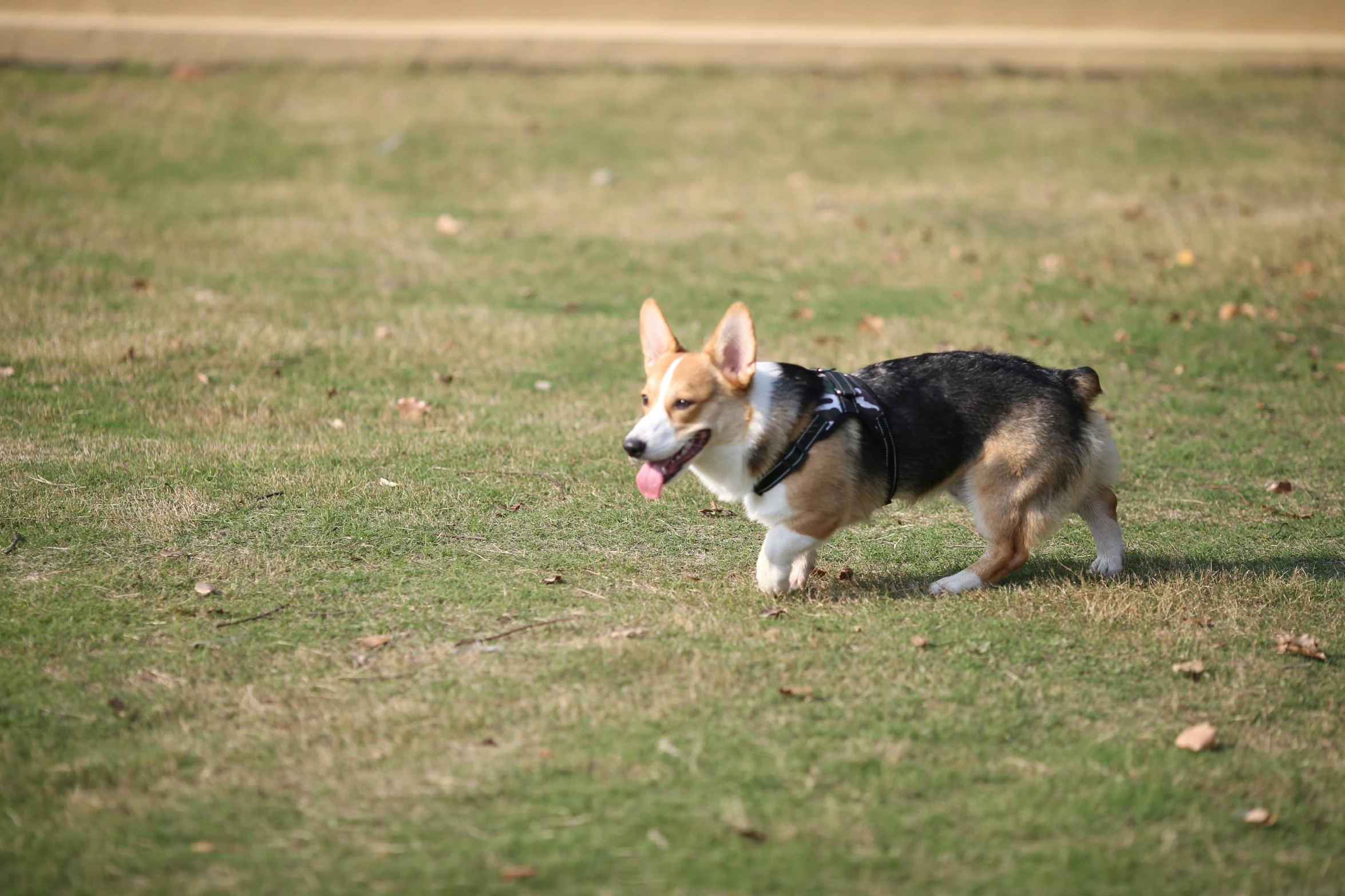 a little dog in the grass walking with its tongue out