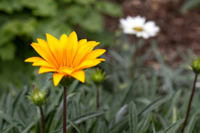 a single yellow flower with two white flowers on it