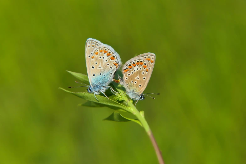 two erflies are sitting on the tip of a flower