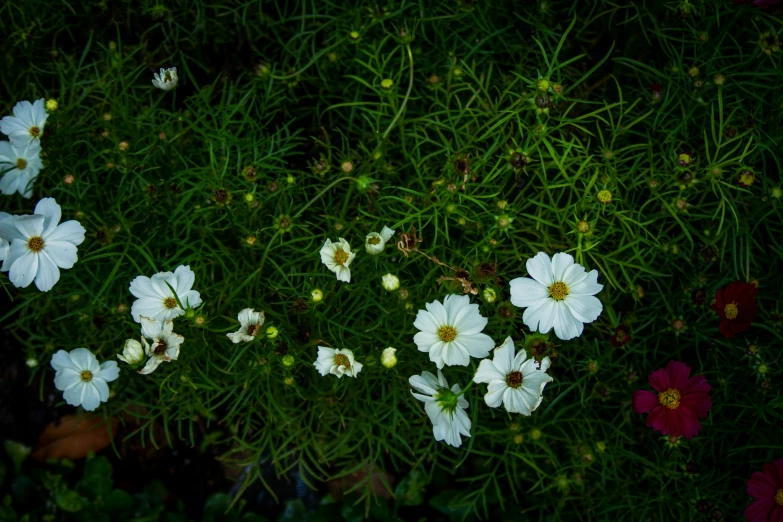 small flowers on a field with green grass