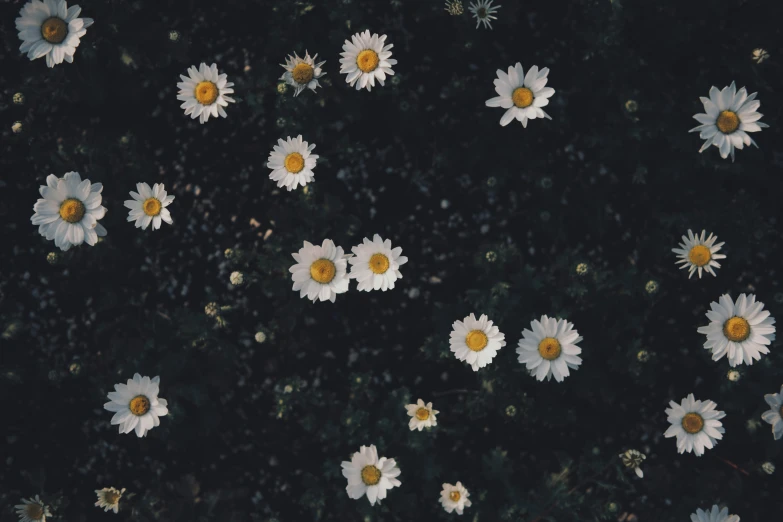 white daisies are seen floating through the air