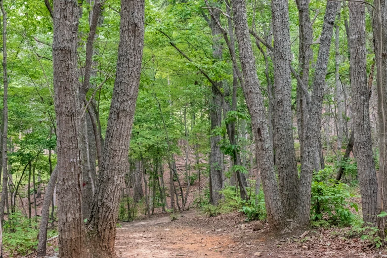 trees and dirt trail in open area with dirt