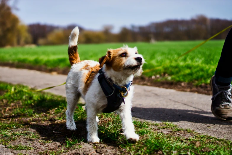 a dog stands by its owner while a person walks along the side of the road