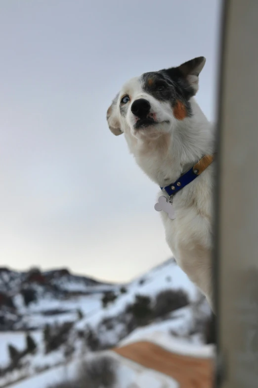 a dog looking over a window with a mountain view