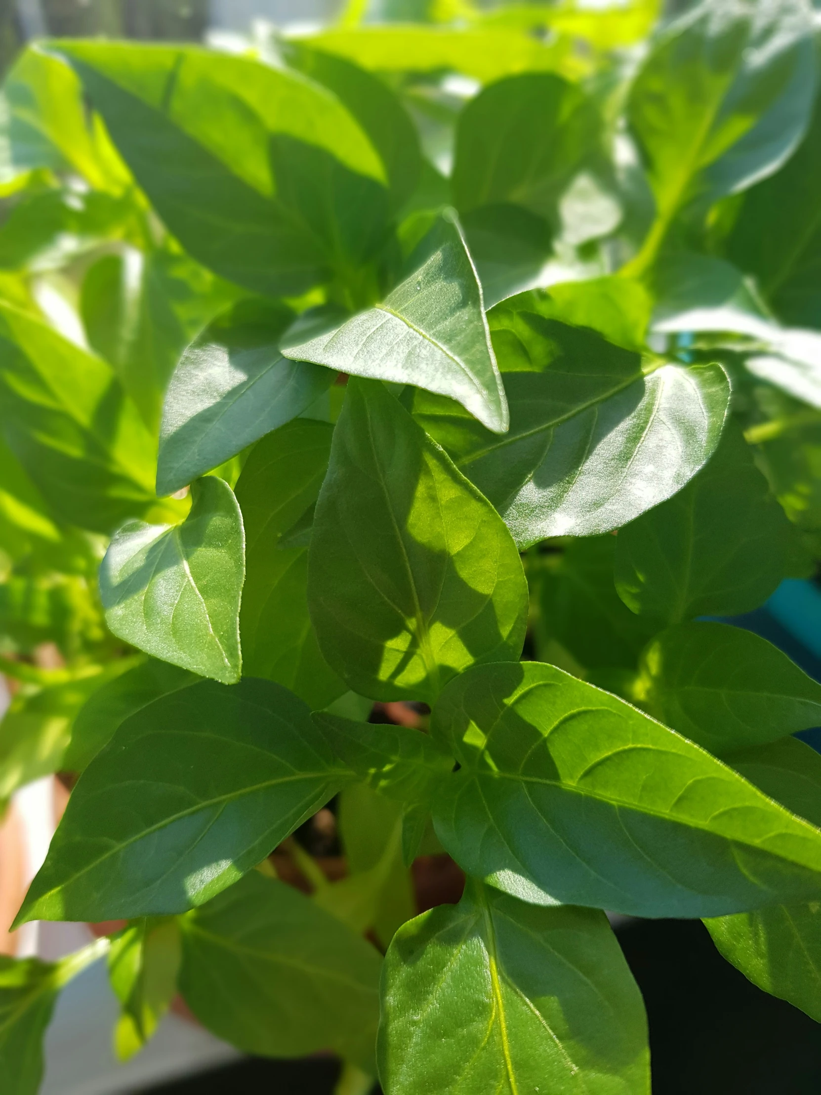 green leaves in the sun shining on a plant