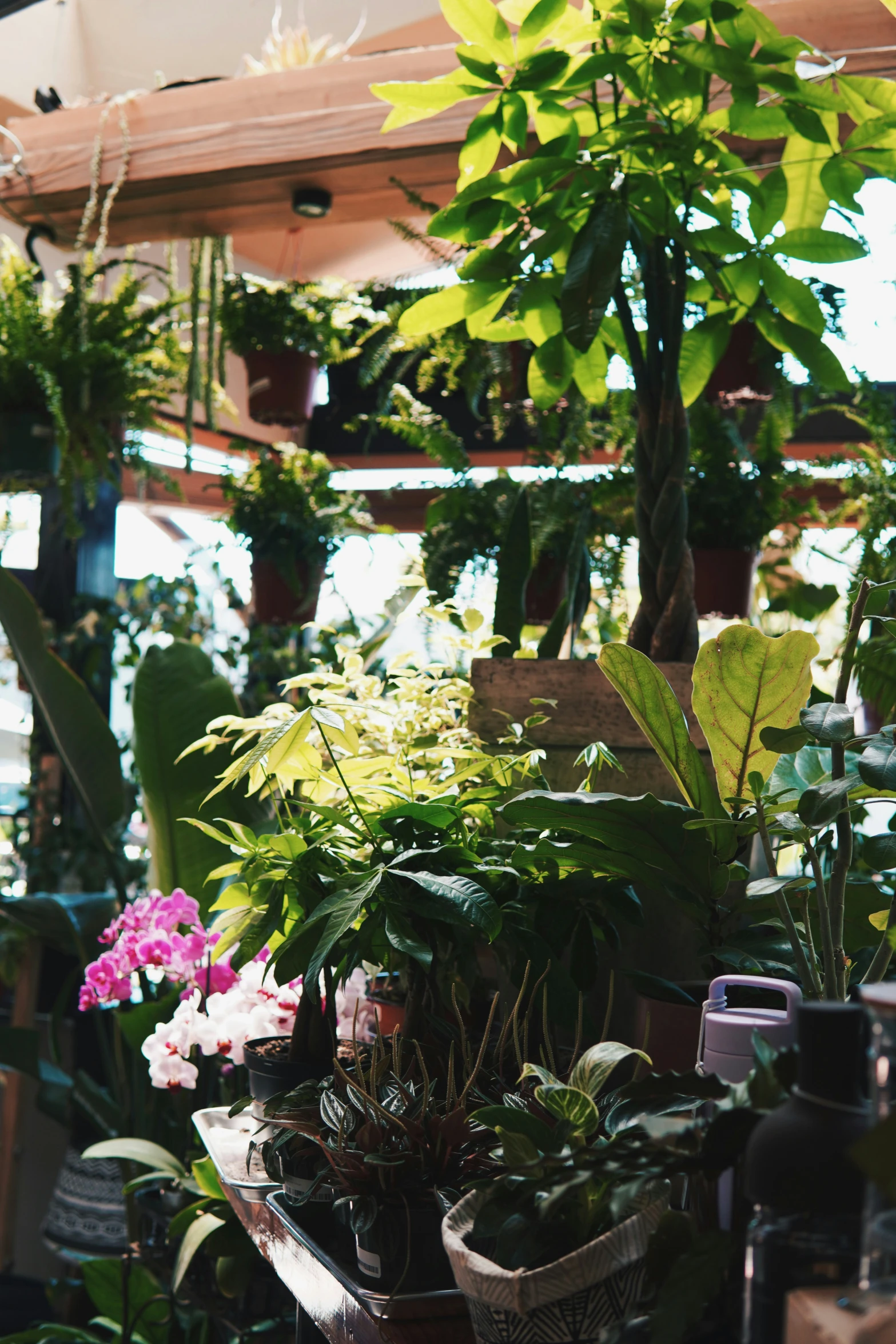 the various plants are in pots outside on the shelf