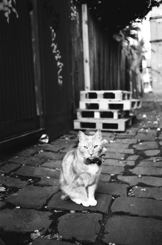 a black and white image of a cat on the sidewalk