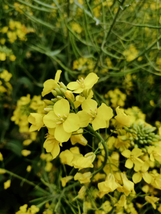 a bush full of yellow flowers growing in the grass