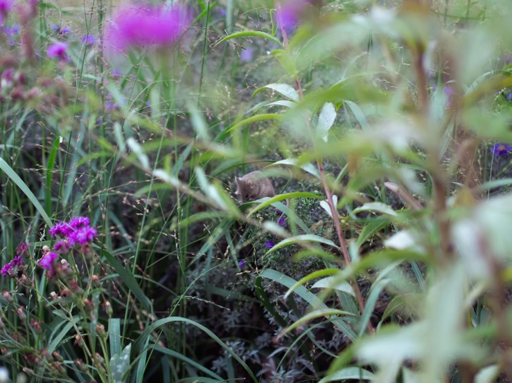 some pink flowers and other purple and white plants