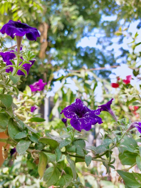 a purple flower blooming in a pot of water