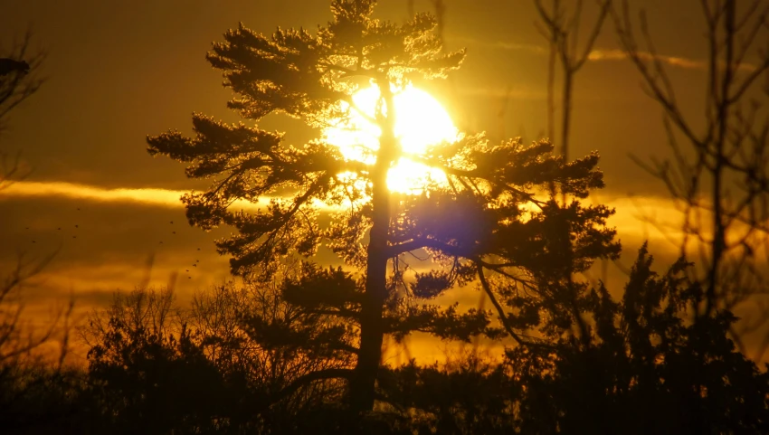 a sunset in a field with trees and a small bird