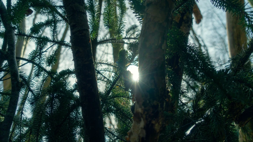 the sun peeks through the leaves and nches of this tree