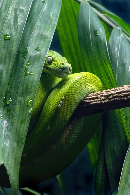 a green tree snake hanging from a nch