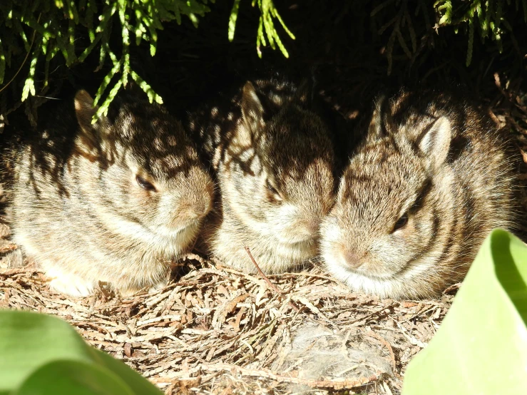 three very cute little animals in a pile of dirt