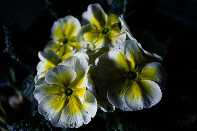 four petunias with white and yellow markings