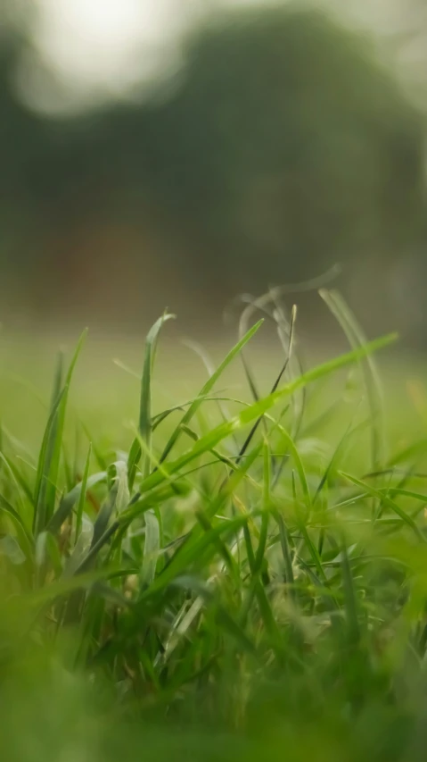 close up view of green grass with blurry background