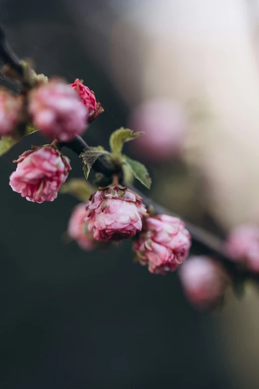 a small nch with pink flowers blooming