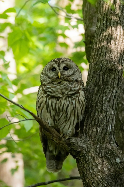 an owl sits in a tree and stares into the distance