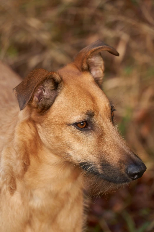 a brown dog standing in the dirt outdoors