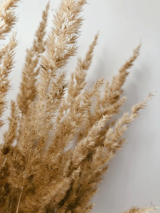 the reeds of different sizes and colors are blowing in the wind