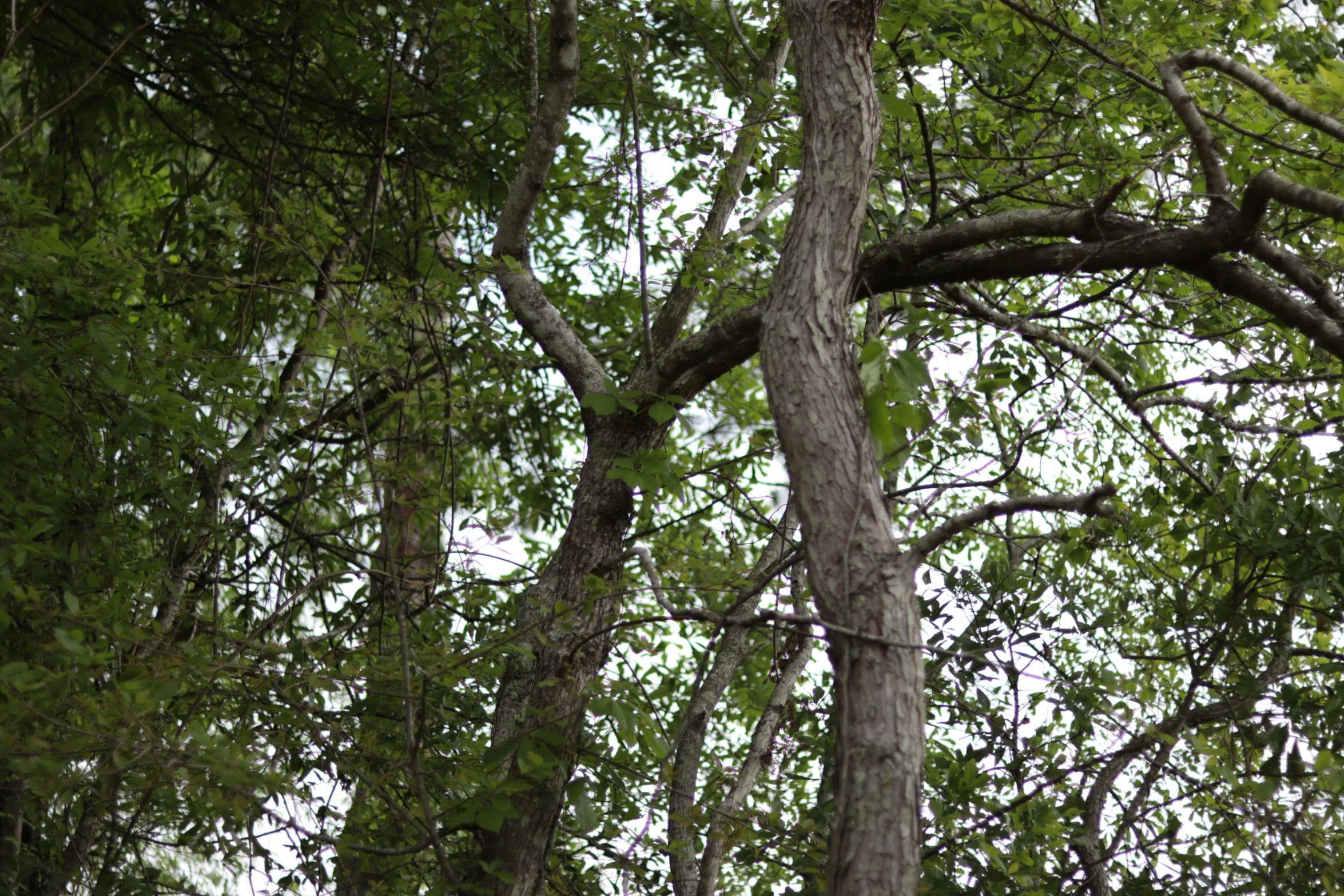 a grey horse with white saddle standing in the middle of some trees