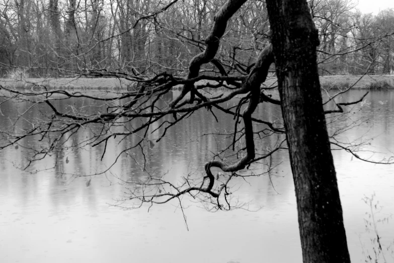 the tree in front of the pond is no longer leafing