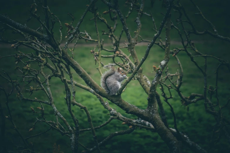 a squirrel sitting on a tree nch, in the dark