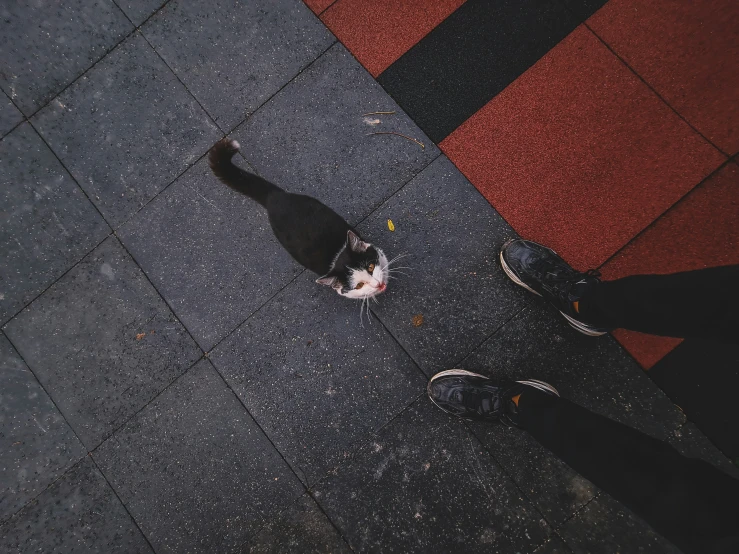 there is a cat on the pavement by someone