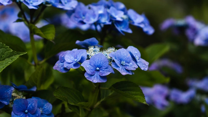 the flowers are blue and green