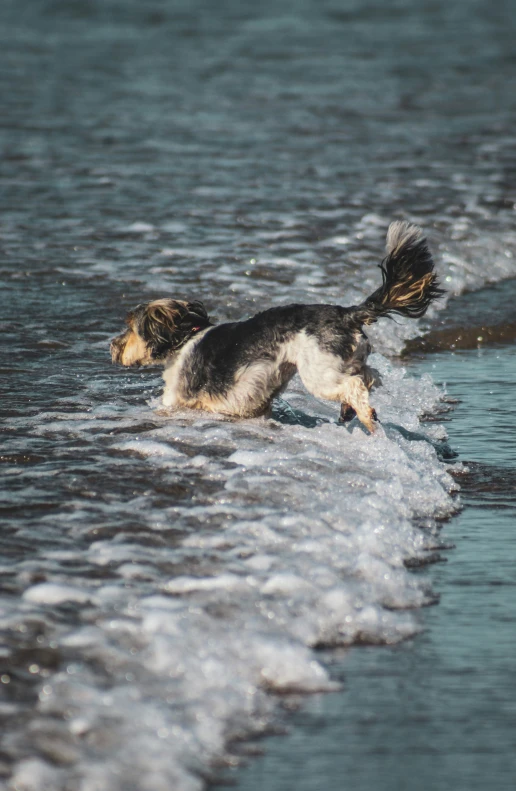 a dog is playing in the ocean waves