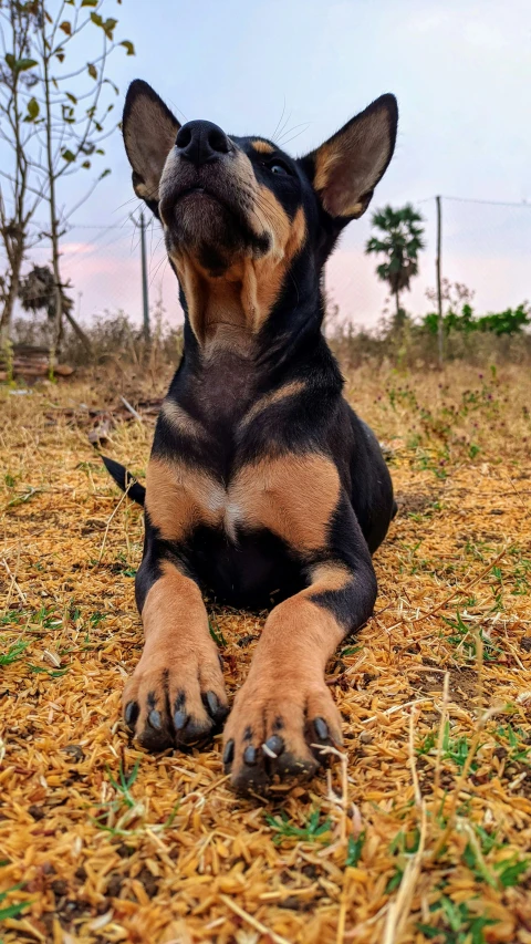 an adorable dog is laying down in the grass