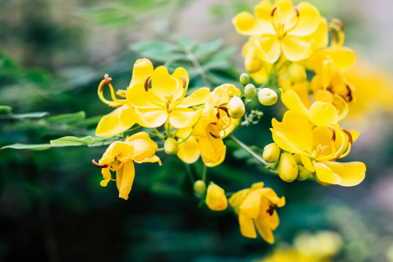 a close - up of a group of small yellow flowers