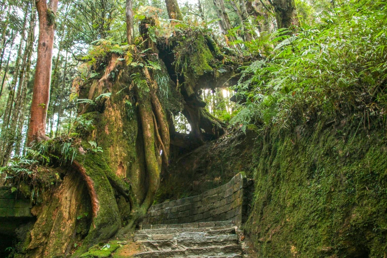 there is a steep slope in the forest