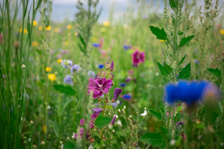 a field of different color flowers and weeds