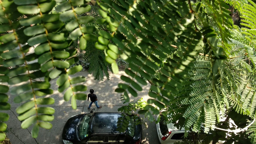 cars driving on a road with large green leaves